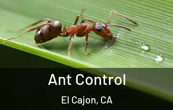  Ant Control El Cajon, CA