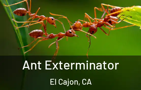  Ant Exterminator El Cajon, CA