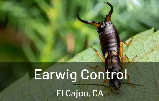  Earwig Control El Cajon, CA