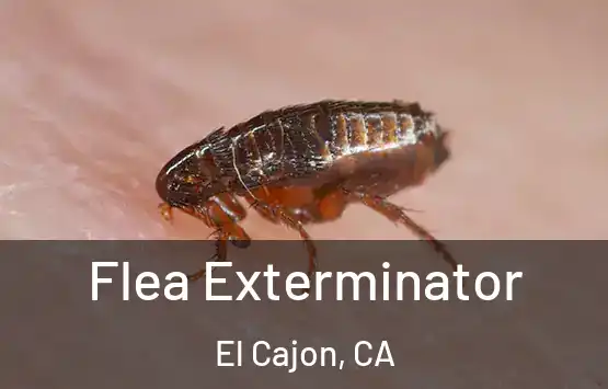  Flea Exterminator El Cajon, CA