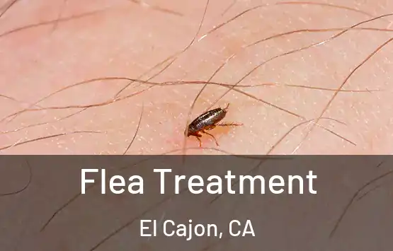  Flea Treatment El Cajon, CA