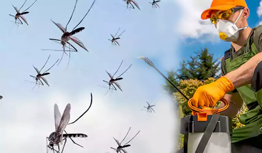 Mosquito Pest Control in El Cajon, CA