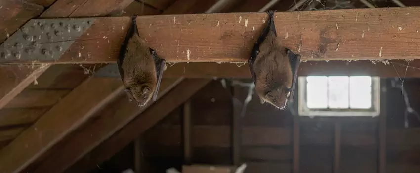 bat-exterminator in El Cajon, CA