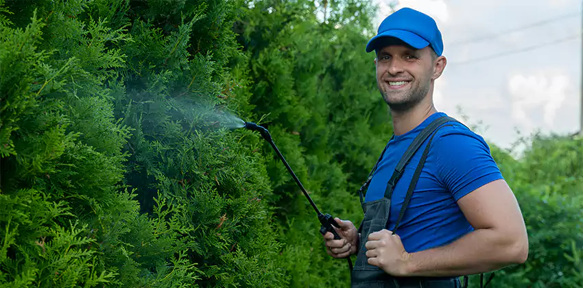 Wasp Extermination for Children and Pets in El Cajon, CA