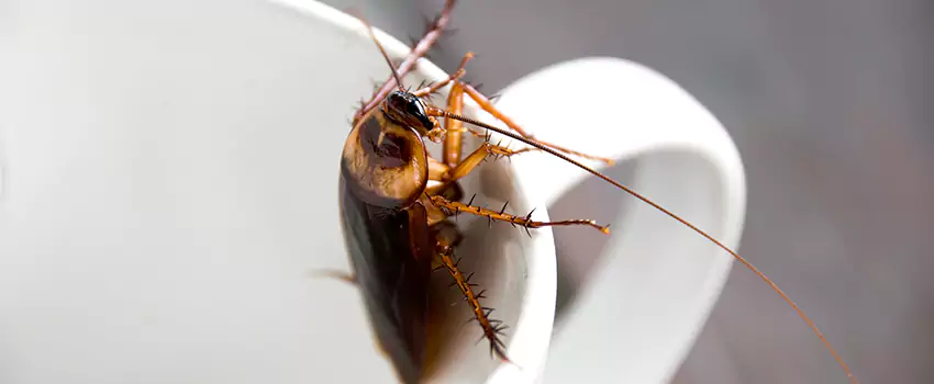 cockroach-treatment in El Cajon, CA