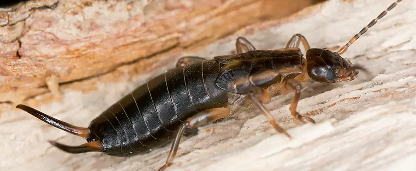 earwig-control in El Cajon, CA