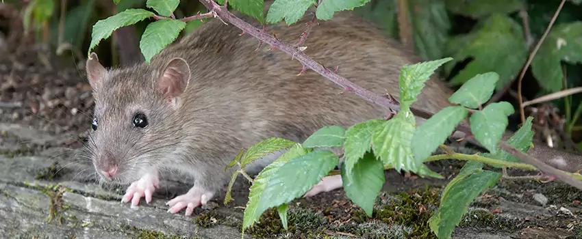 mice-control in El Cajon, CA