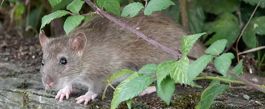 mouse-control in El Cajon, CA