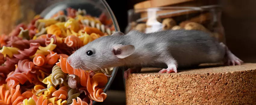 mouse-exterminator in El Cajon, CA