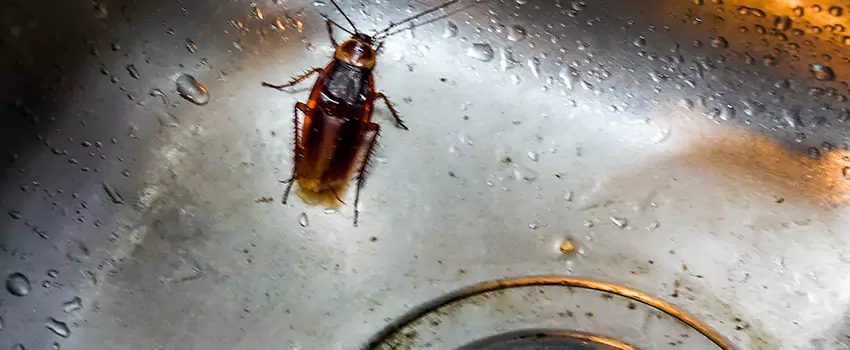 roach-control in El Cajon, CA