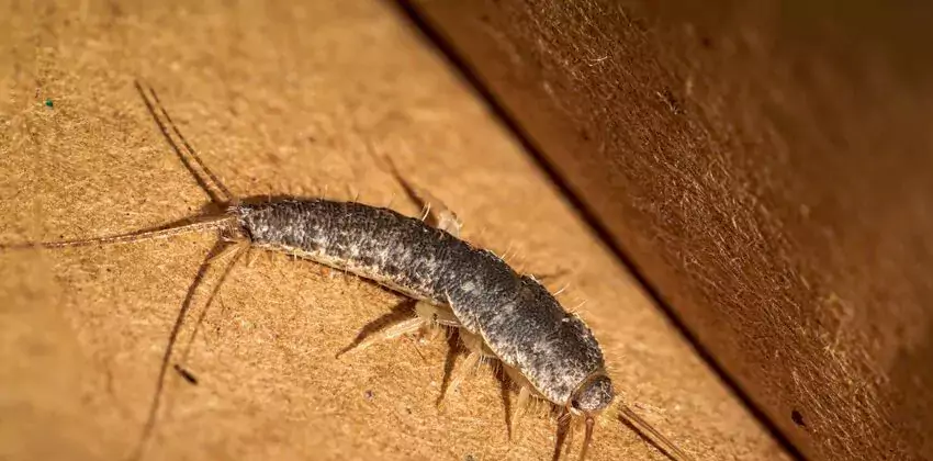 silverfish-control in El Cajon, CA