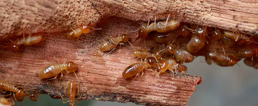 termite-treatment in El Cajon, CA