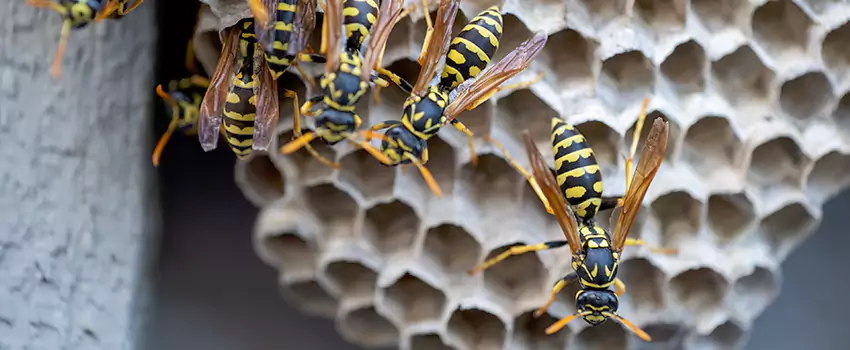 wasp-pest-control in El Cajon, CA