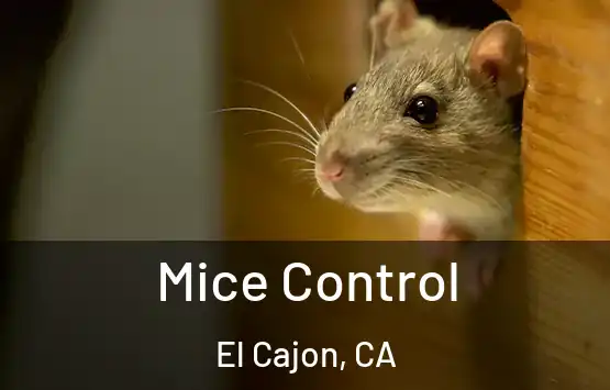  Mice Control El Cajon, CA