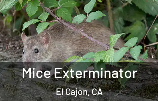  Mice Exterminator El Cajon, CA