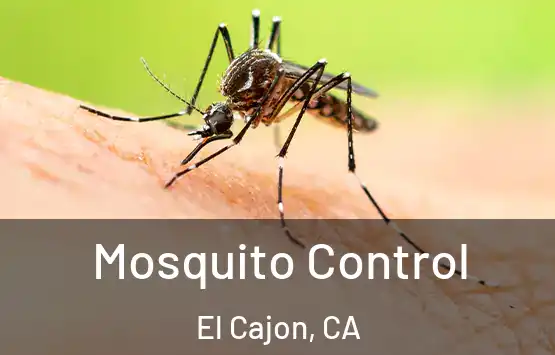  Mosquito Control El Cajon, CA