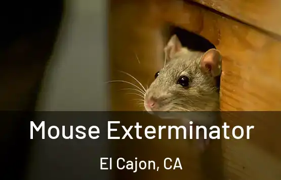  Mouse Exterminator El Cajon, CA