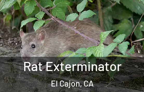  Rat Exterminator El Cajon, CA