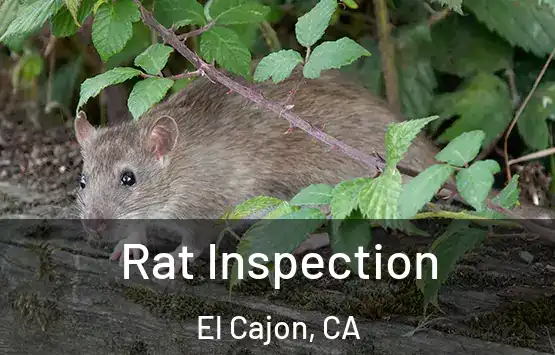  Rat Inspection El Cajon, CA