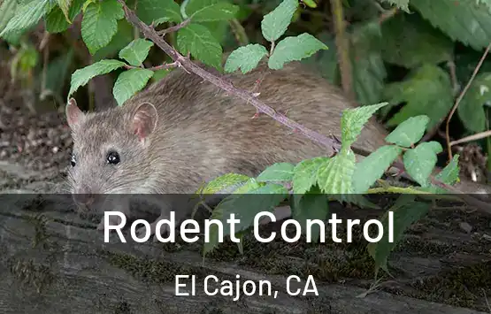  Rodent Control El Cajon, CA