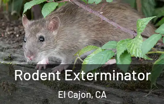  Rodent Exterminator El Cajon, CA