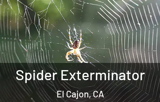  Spider Exterminator El Cajon, CA