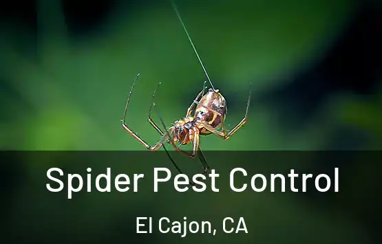  Spider Pest Control El Cajon, CA