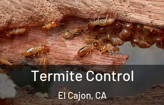  Termite Control El Cajon, CA