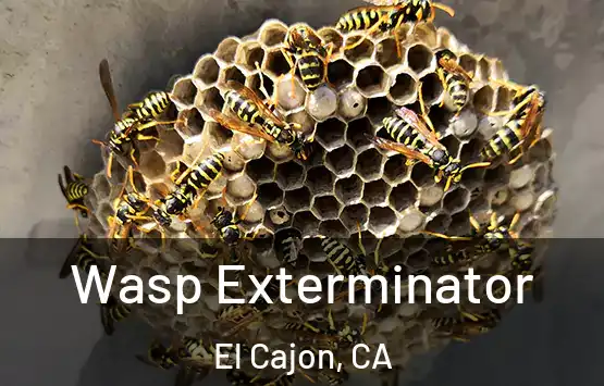  Wasp Exterminator El Cajon, CA