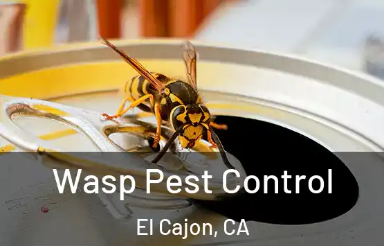  Wasp Pest Control El Cajon, CA