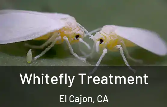  Whitefly Treatment El Cajon, CA