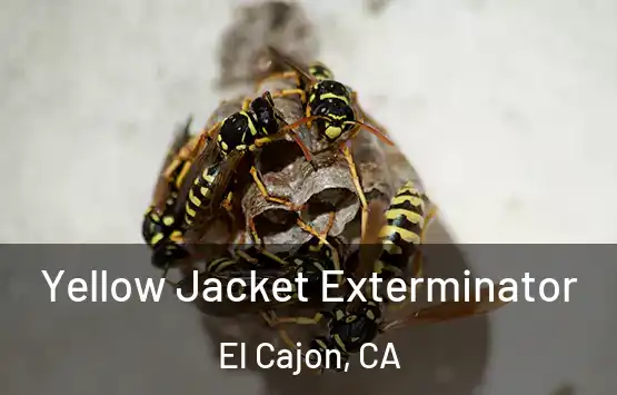  Yellow Jacket Exterminator El Cajon, CA